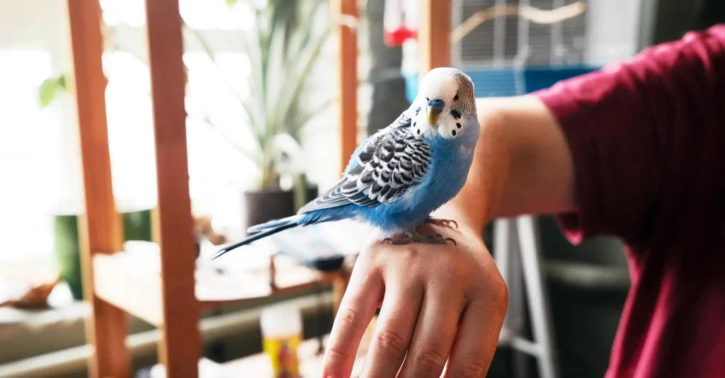 Ensuring the Well-being of Pet Birds