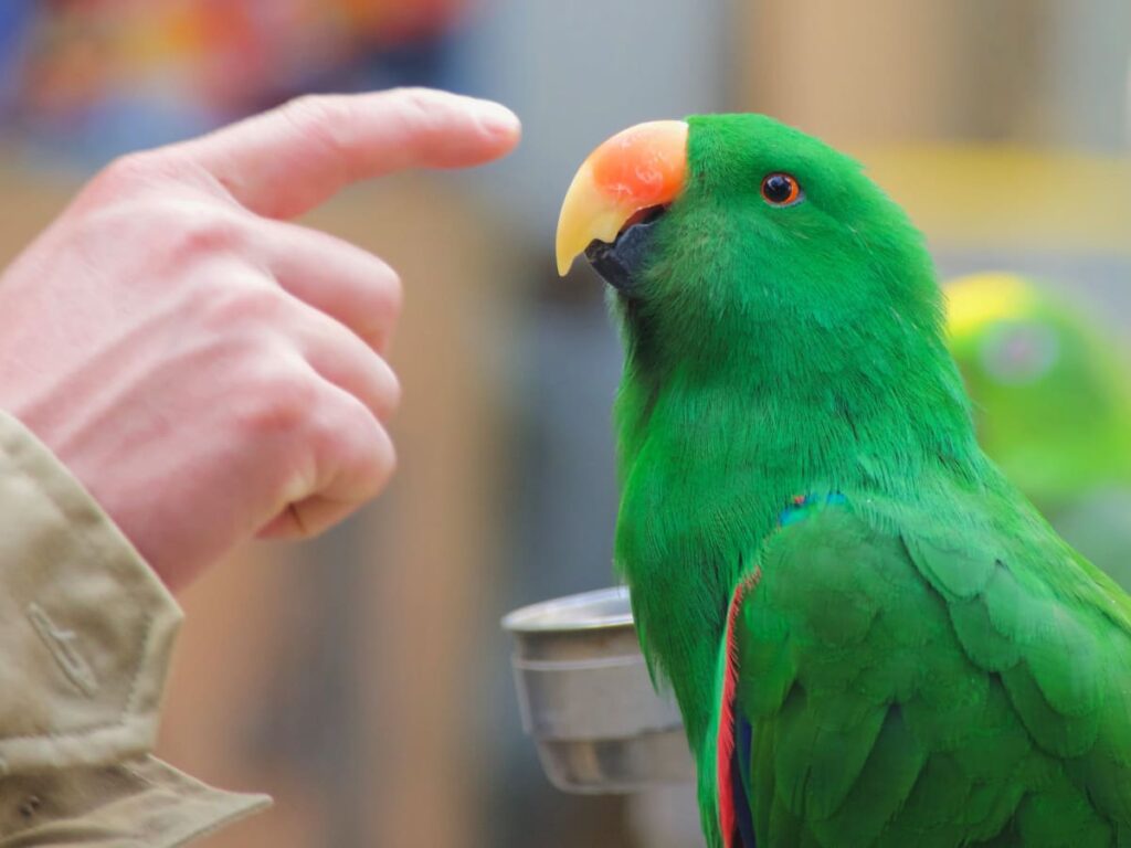 Training Your Pet Bird to Talk