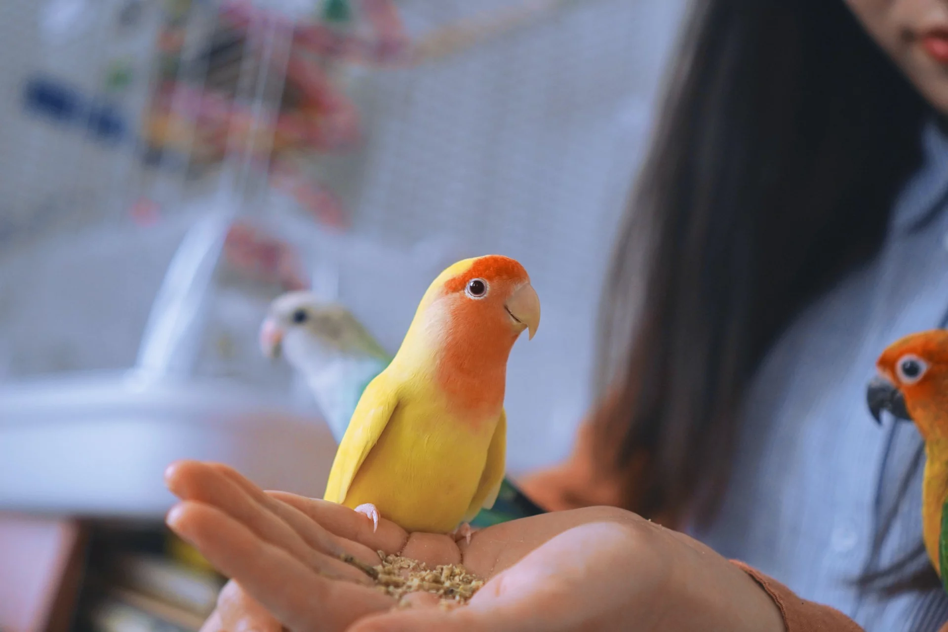 Feathered Talkers: A Guide to the Best Birds for Pets Owners