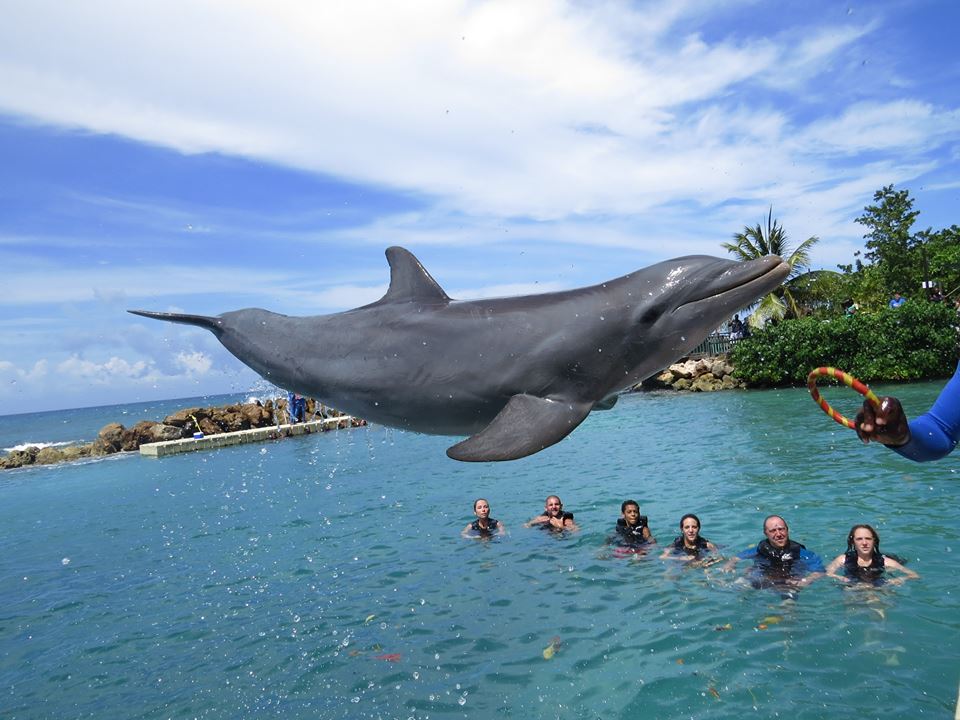 Exploring the Wonders of Dolphin Cove Montego Bay