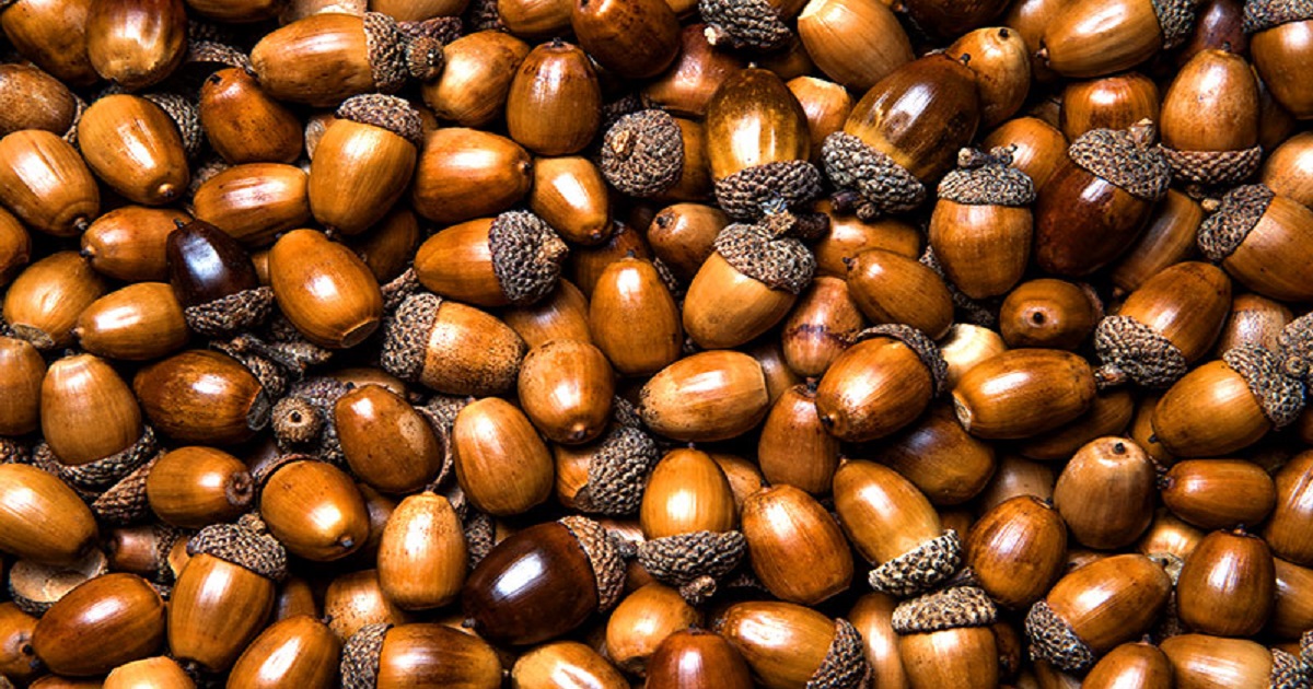 Everything You Need to Know About Acorn Nuts