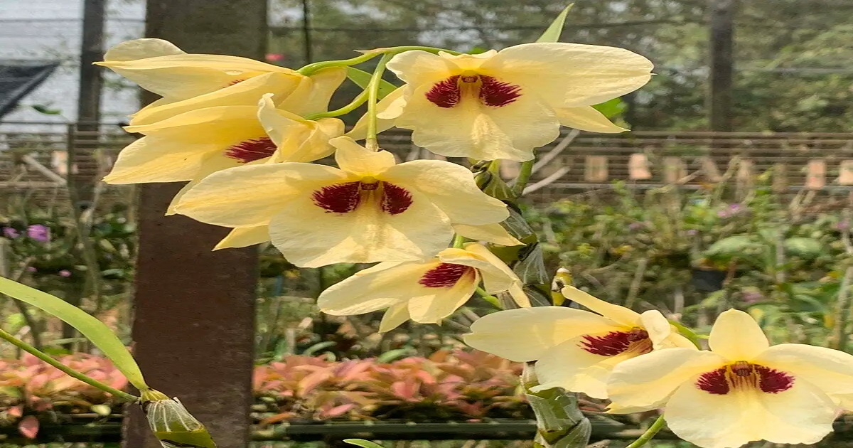 yellow dendrobium orchid